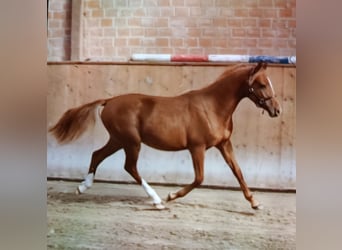 Deutsches Reitpony, Wallach, 3 Jahre, 144 cm, Fuchs