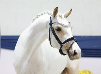 Deutsches Reitpony, Wallach, 3 Jahre, 144 cm, Palomino