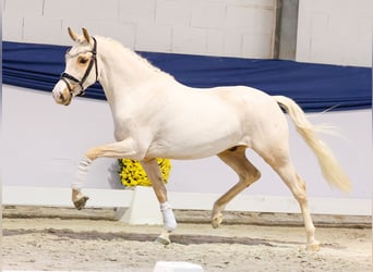 Deutsches Reitpony, Wallach, 3 Jahre, 144 cm, Palomino