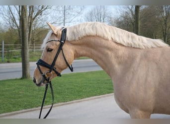Deutsches Reitpony, Wallach, 3 Jahre, 144 cm, Palomino