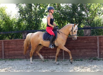 Deutsches Reitpony, Wallach, 3 Jahre, 144 cm, Palomino