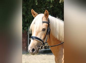 Deutsches Reitpony, Wallach, 3 Jahre, 144 cm, Palomino