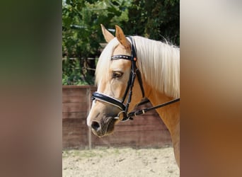 Deutsches Reitpony, Wallach, 3 Jahre, 144 cm, Palomino