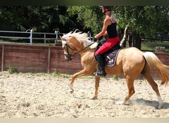 Deutsches Reitpony, Wallach, 3 Jahre, 144 cm, Palomino
