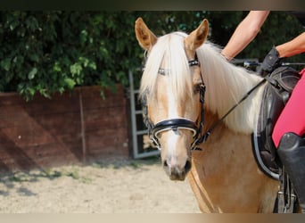 Deutsches Reitpony, Wallach, 3 Jahre, 144 cm, Palomino