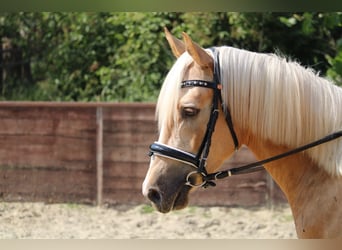 Deutsches Reitpony, Wallach, 3 Jahre, 144 cm, Palomino