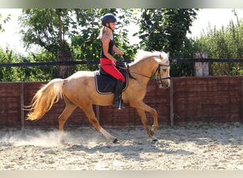 Deutsches Reitpony, Wallach, 3 Jahre, 144 cm, Palomino