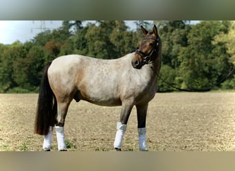 Deutsches Reitpony, Wallach, 3 Jahre, 144 cm, Roan-Red