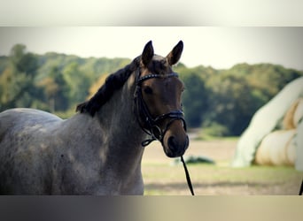 Deutsches Reitpony, Wallach, 3 Jahre, 144 cm, Roan-Red