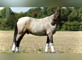 Deutsches Reitpony, Wallach, 3 Jahre, 144 cm, Roan-Red