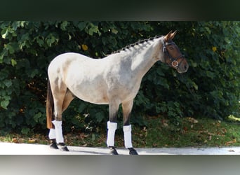 Deutsches Reitpony, Wallach, 3 Jahre, 144 cm, Roan-Red