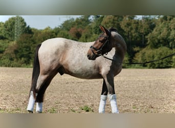 Deutsches Reitpony, Wallach, 3 Jahre, 144 cm, Roan-Red