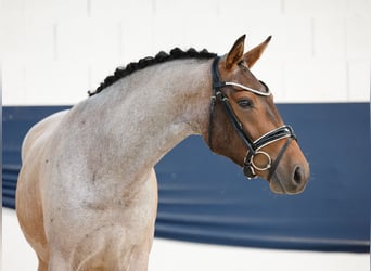 Deutsches Reitpony, Wallach, 3 Jahre, 144 cm, Rotschimmel
