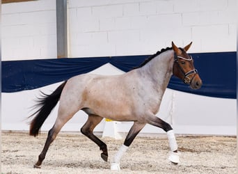 Deutsches Reitpony, Wallach, 3 Jahre, 144 cm, Rotschimmel