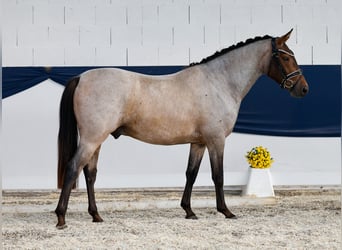Deutsches Reitpony, Wallach, 3 Jahre, 144 cm, Rotschimmel