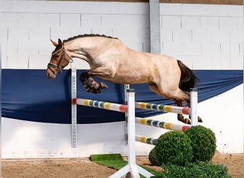 Deutsches Reitpony, Wallach, 3 Jahre, 144 cm, Rotschimmel