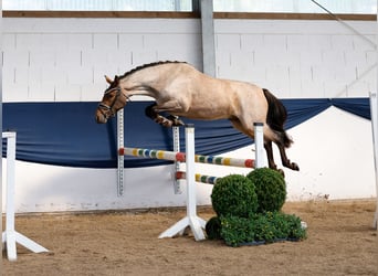 Deutsches Reitpony, Wallach, 3 Jahre, 144 cm, Rotschimmel