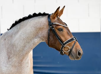 Deutsches Reitpony, Wallach, 3 Jahre, 144 cm, Rotschimmel