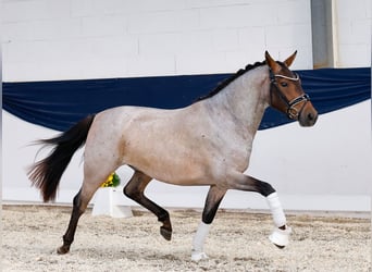 Deutsches Reitpony, Wallach, 3 Jahre, 144 cm, Rotschimmel