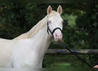 Deutsches Reitpony, Wallach, 3 Jahre, 144 cm, Schimmel