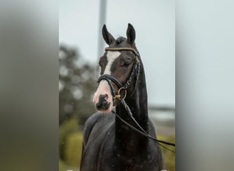 Deutsches Reitpony, Wallach, 3 Jahre, 144 cm, Schwarzbrauner