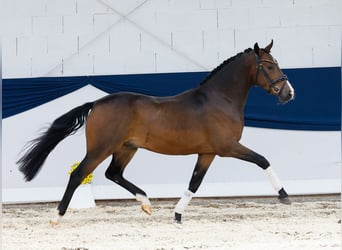Deutsches Reitpony, Wallach, 3 Jahre, 145 cm, Brauner