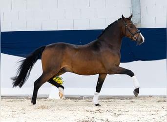 Deutsches Reitpony, Wallach, 3 Jahre, 145 cm, Brauner