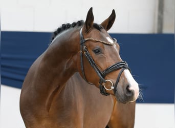Deutsches Reitpony, Wallach, 3 Jahre, 145 cm, Brauner