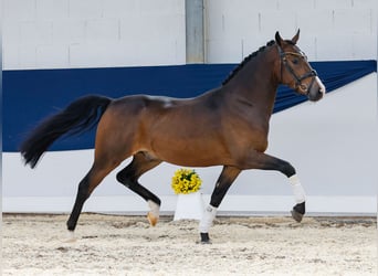Deutsches Reitpony, Wallach, 3 Jahre, 145 cm, Brauner