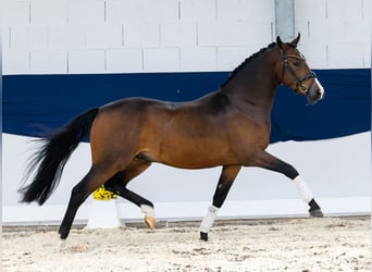 Deutsches Reitpony, Wallach, 3 Jahre, 145 cm, Brauner
