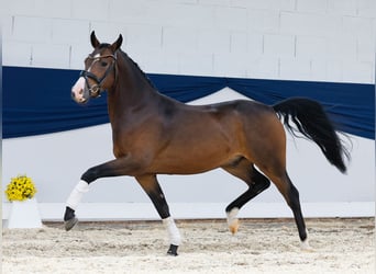 Deutsches Reitpony, Wallach, 3 Jahre, 145 cm, Brauner
