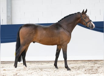 Deutsches Reitpony, Wallach, 3 Jahre, 145 cm, Brauner