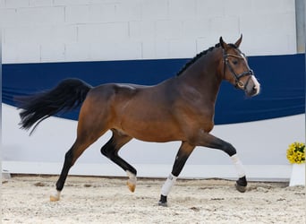 Deutsches Reitpony, Wallach, 3 Jahre, 145 cm, Brauner
