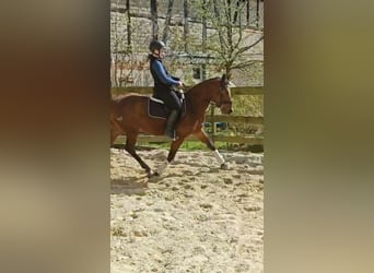 Deutsches Reitpony, Wallach, 3 Jahre, 145 cm, Brauner