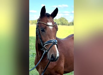 Deutsches Reitpony, Wallach, 3 Jahre, 145 cm, Brauner