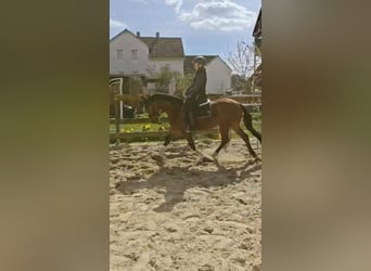 Deutsches Reitpony, Wallach, 3 Jahre, 145 cm, Brauner