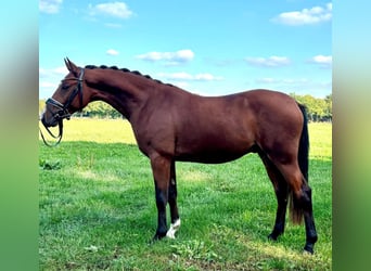 Deutsches Reitpony, Wallach, 3 Jahre, 145 cm, Brauner