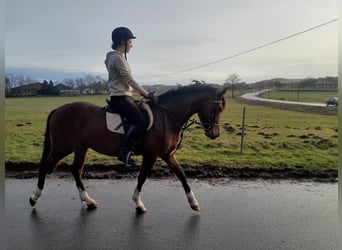 Deutsches Reitpony, Wallach, 3 Jahre, 145 cm, Brauner