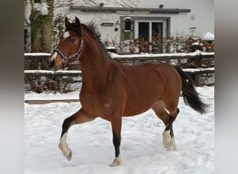 Deutsches Reitpony, Wallach, 3 Jahre, 145 cm, Brauner