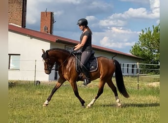 Deutsches Reitpony, Wallach, 3 Jahre, 145 cm, Brauner