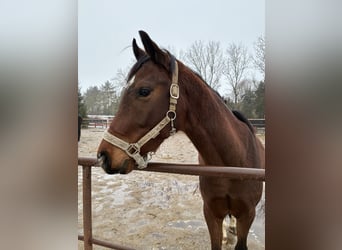 Deutsches Reitpony, Wallach, 3 Jahre, 145 cm, Brauner