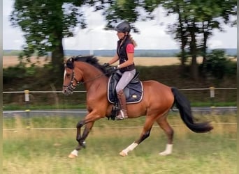 Deutsches Reitpony, Wallach, 3 Jahre, 145 cm, Brauner