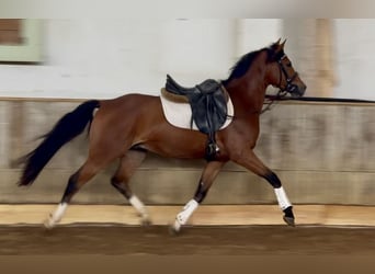 Deutsches Reitpony, Wallach, 3 Jahre, 145 cm, Brauner