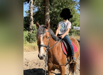 Deutsches Reitpony, Wallach, 3 Jahre, 145 cm, Brauner