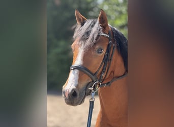 Deutsches Reitpony, Wallach, 3 Jahre, 145 cm, Brauner