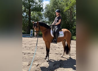 Deutsches Reitpony, Wallach, 3 Jahre, 145 cm, Brauner