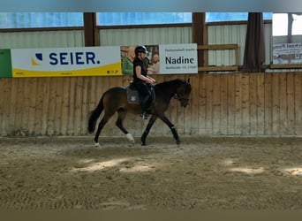 Deutsches Reitpony, Wallach, 3 Jahre, 145 cm, Dunkelbrauner