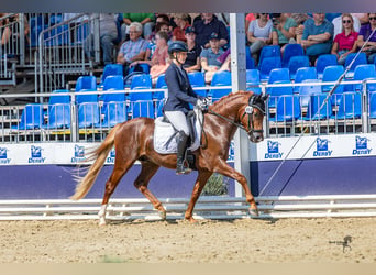 Deutsches Reitpony, Wallach, 3 Jahre, 145 cm, Dunkelfuchs