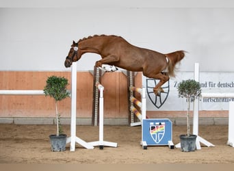 Deutsches Reitpony, Wallach, 3 Jahre, 145 cm, Dunkelfuchs