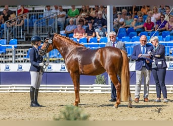 Deutsches Reitpony, Wallach, 3 Jahre, 145 cm, Dunkelfuchs